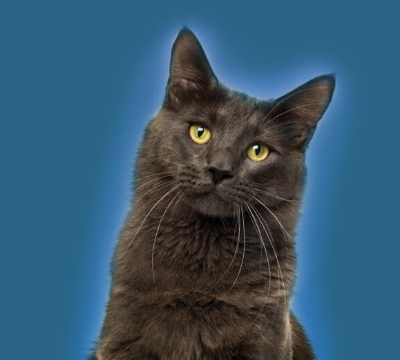 dark coloured cat on a blue background
