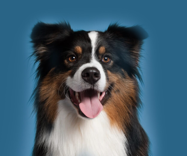 collie dog on a dark blue background