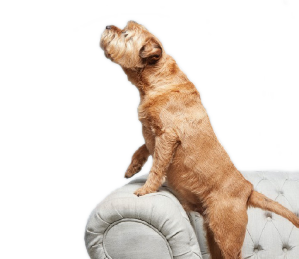 yorkshire terrier dog on a cream sofa with two front paws up on the arm
