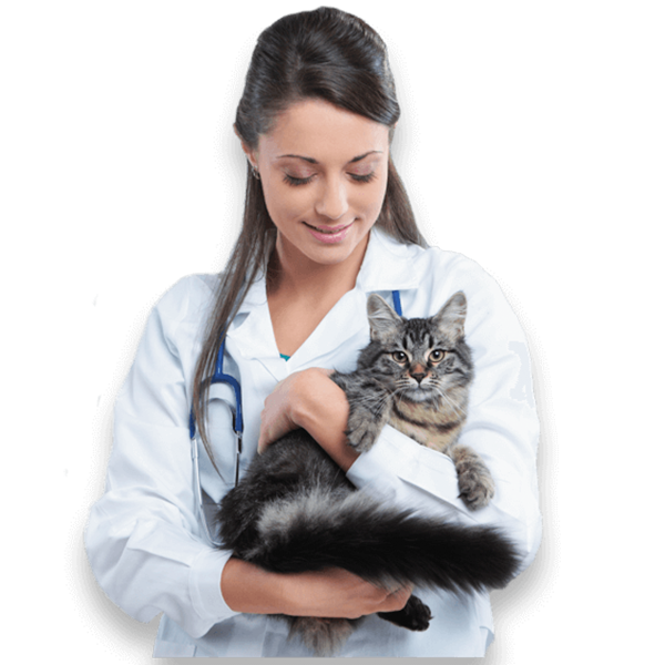 female vet holding a grey and black tabby cat in her arms