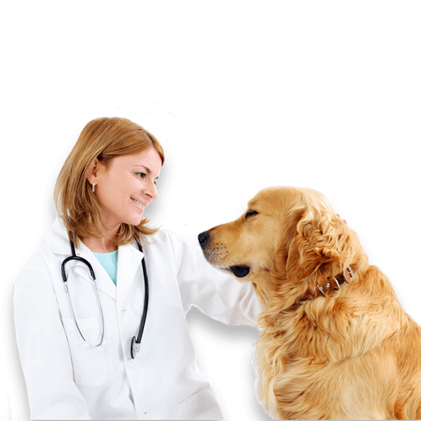 png of a female vet looking compassionately at a red golden retriever