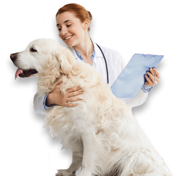 veterinary professional with one arm lightly round a platinum retriever