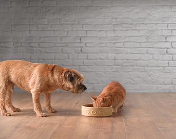 dog looking confused whilst a ginger cat eats food out of his bowl