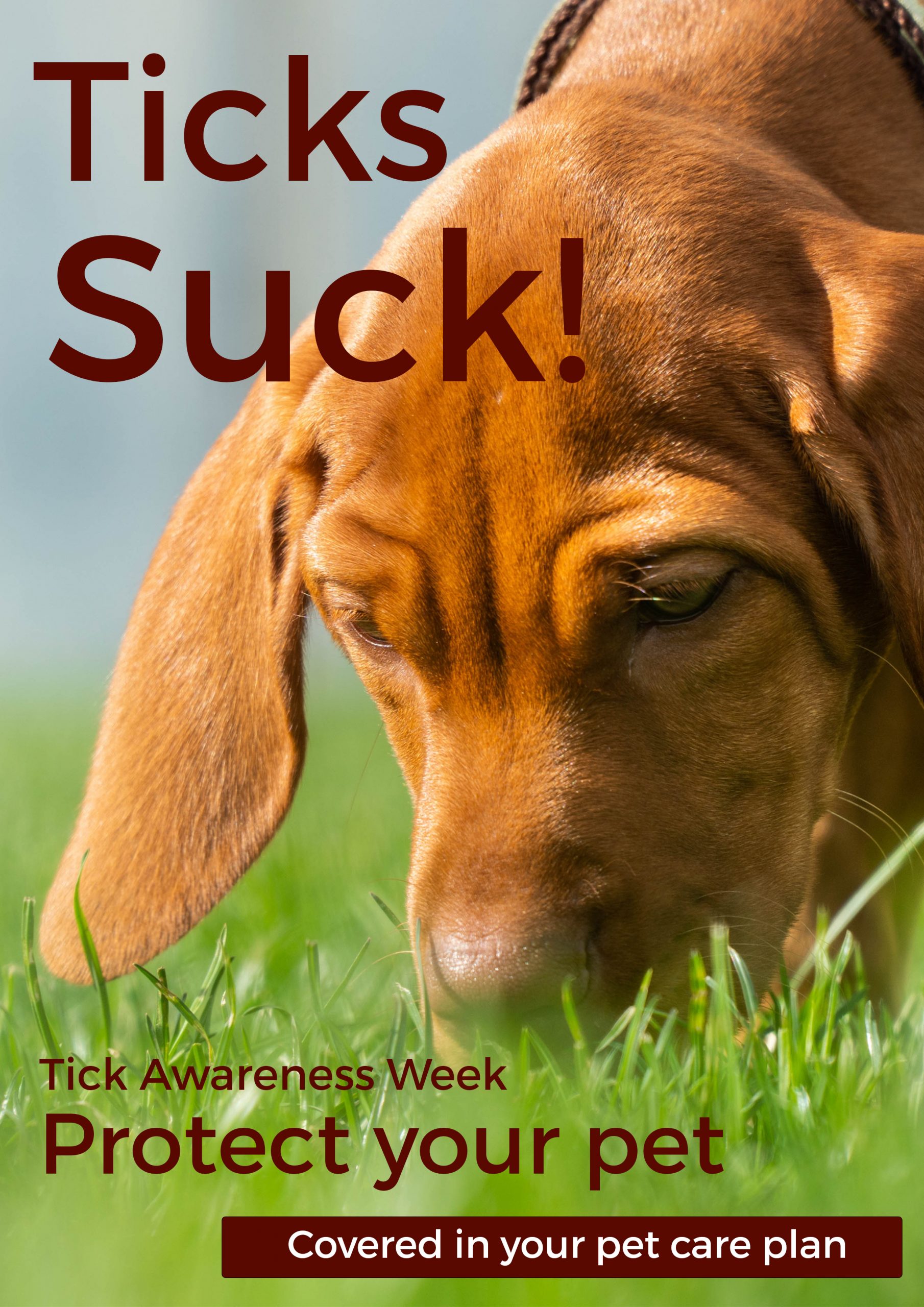 Tick Awareness Week 7 things you might not know about ticks Premier