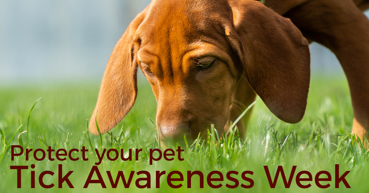 Protect your pet - tick awareness week