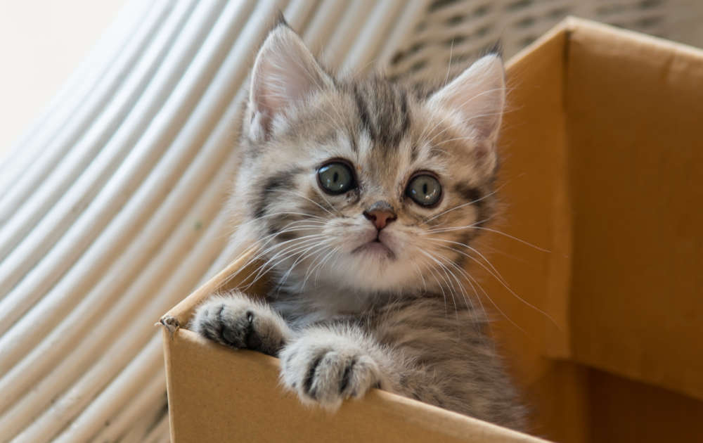 kitten in a home delivery brown box