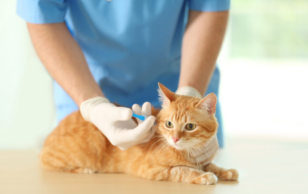 cat receiving an injection