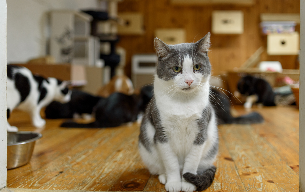 group of cats in a shelter