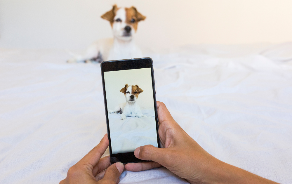 what pet owners want: a strong online presence